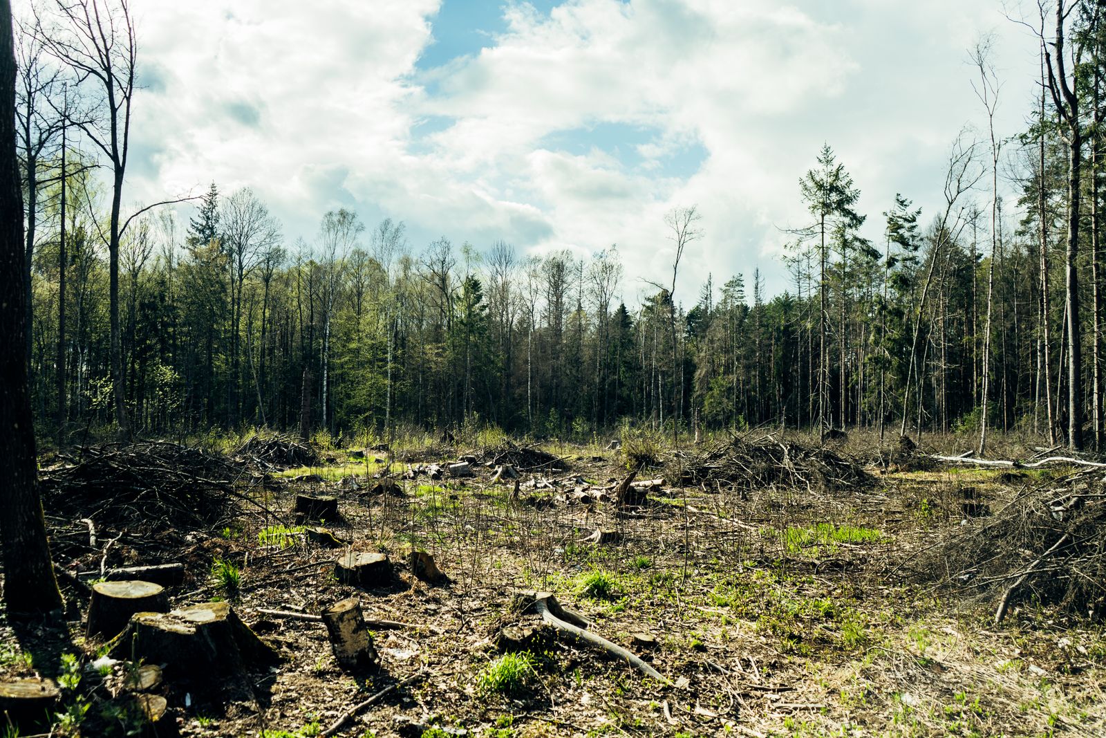 Land & Lot Clearing — excavating in the Upstate